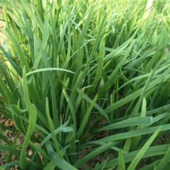 汉中韭王自己种的韭菜，新鲜没干节