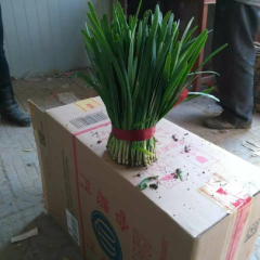 2017莘县韭菜红绳捆扎颜色墨绿