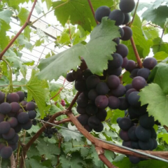 青岛市莱西葡萄大棚巨峰葡萄开始上市了