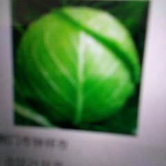 平度郭庄镇万亩甘蓝基地，品种多