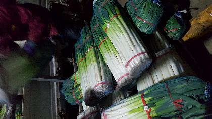 铁杆大葱受雨雪天气影响价格涨了