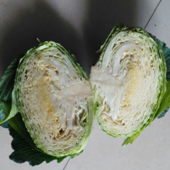 卷心菜货源充足供应期长诚信经营