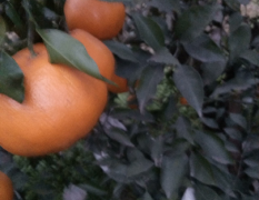 盛产各类柑橘现大量出售耙耙柑