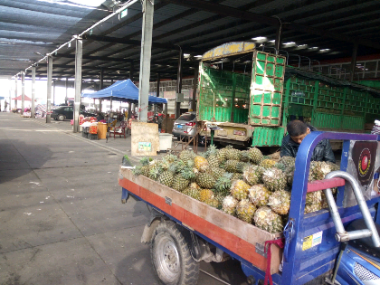 菠萝1.5斤起:1.1元/斤