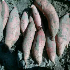 夏津县龙署九号红皮红心 适合超市