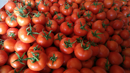 寿光合作社常年经营西红柿代办