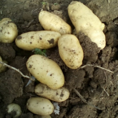 泗水荷兰系列，中暑系列