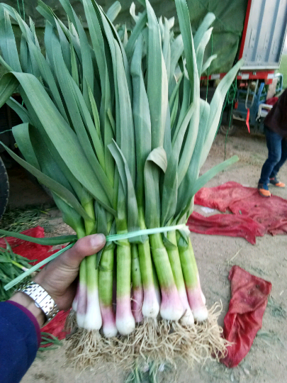 四季蒜苗45-50:0.5元/斤