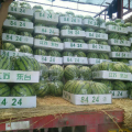 夏邑县购货区现有3万亩8424种植基地