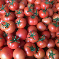 辽宁锦州黑山西红柿大量上市中！硬粉，果型好