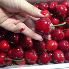 潍坊市临朐县樱桃上市，品种多