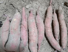 山东省德州市夏津县济薯26种薯，价格优惠