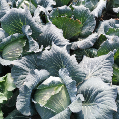 田园蔬菜购销荷兰皮球甘蓝品种多货源充足