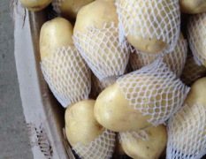 三膜土豆在本月底就大批上市