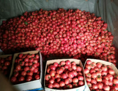 安徽省宿州市泗县普罗旺斯西红柿