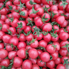 莘县圣女果代收中心15263502221