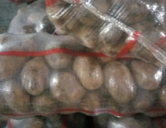 大量出售尤金885、延暑商品土豆