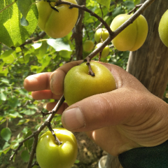 陕西省渭南市大荔县温室大棚金太阳杏