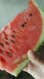 早春红玉价格