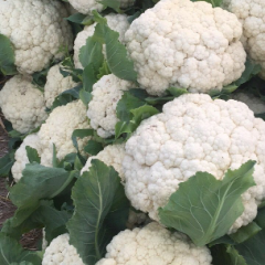 山东郯城县雪玉甘蓝大量上市中