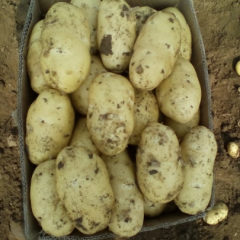 我地大棚土豆四月初开始陆续上市