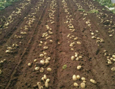 滕州三膜土豆大量上市。