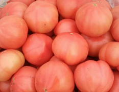 邯郸地区最大的西红柿基地