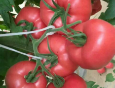 聊城莘县温室大棚西红柿，质量有保证