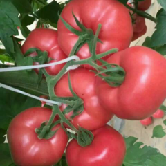 聊城莘县温室大棚西红柿，质量有保证