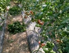 安徽省宿州市温室番茄。质量有保障