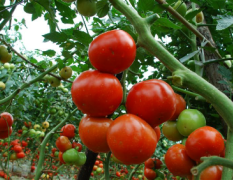 聊城本处西红柿已经大量上市了