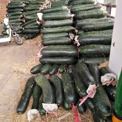 冬瓜在武汉销量巨大