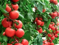 费县所产欧冠西红柿质量上品