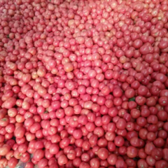 胡阳万亩无公害西红柿基地