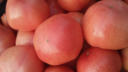 临沂费县胡阳镇万亩西红柿