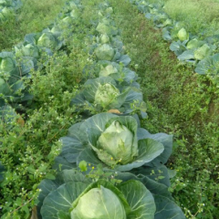 旺旺甘蓝广东交界，交通方便