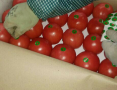 山东省泰安市岱岳区优质硬粉西红柿。圣女果