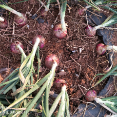 西昌红皮洋葱扁型红皮葱，质量可靠