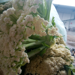 山东省郯城县诚信代办，白面青梗松花菜