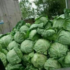 郯城甘蓝 大量上市  价格便宜