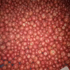 国营主办，硬粉西红柿品种多