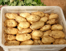 黄旗堡荷兰十五 大面积种植土豆，货源充足