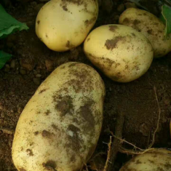 山东省滕州市荷兰十五土豆 量大质优