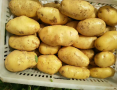滕州三膜土豆大量上市了