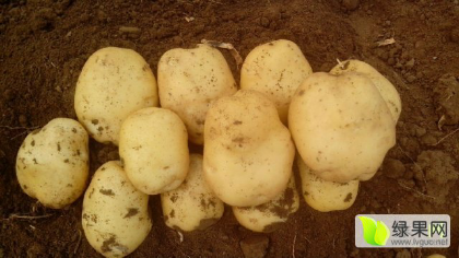 预售土豆基地面积大质量好