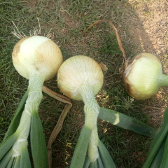 黄皮洋葱金球颜色好