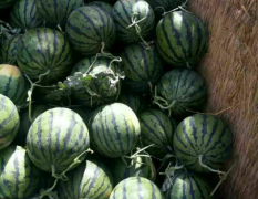 产地常年出售各种西瓜