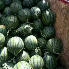 产地常年出售各种西瓜