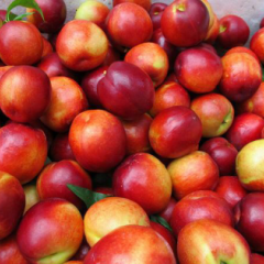 砀山县万亩油桃大量上市中