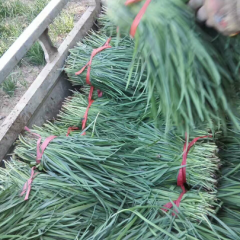 汉中韭王产量丰富,欢迎大家咨询